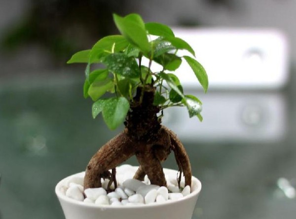 Phong thủy cho người mệnh Mộc trong kinh doanh