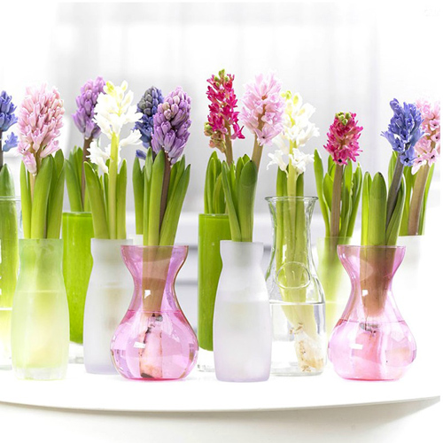 CHƯNG HOA NÀO TỐT CHO PHONG THỦY PHÒNG LÀM VIỆC