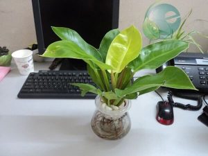 Phong thủy cho bàn làm việc thuận buồm xuôi gió