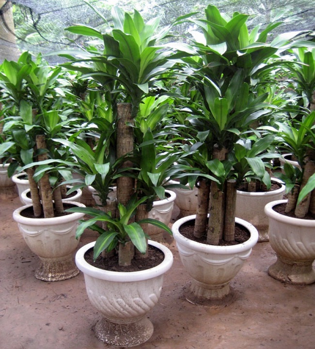 Phong thủy cho người mệnh Mộc: trồng cây trong văn phòng