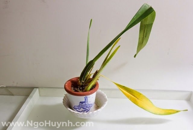 khong-nen-trong-cay