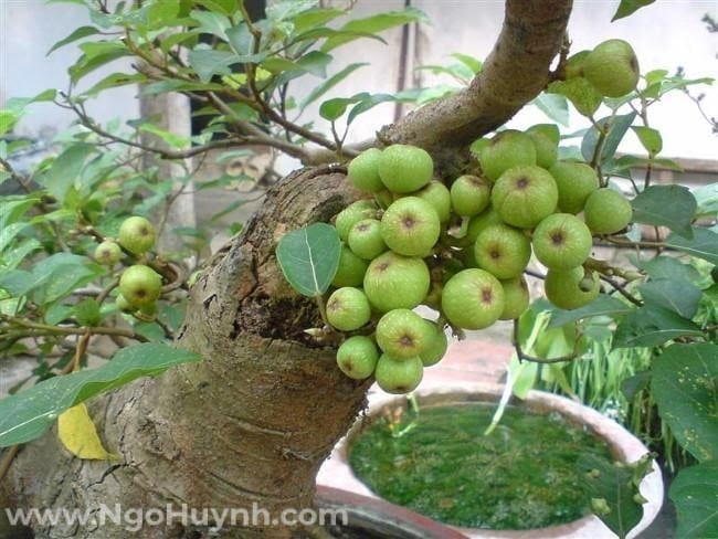 Cây phong thủy ngày tết