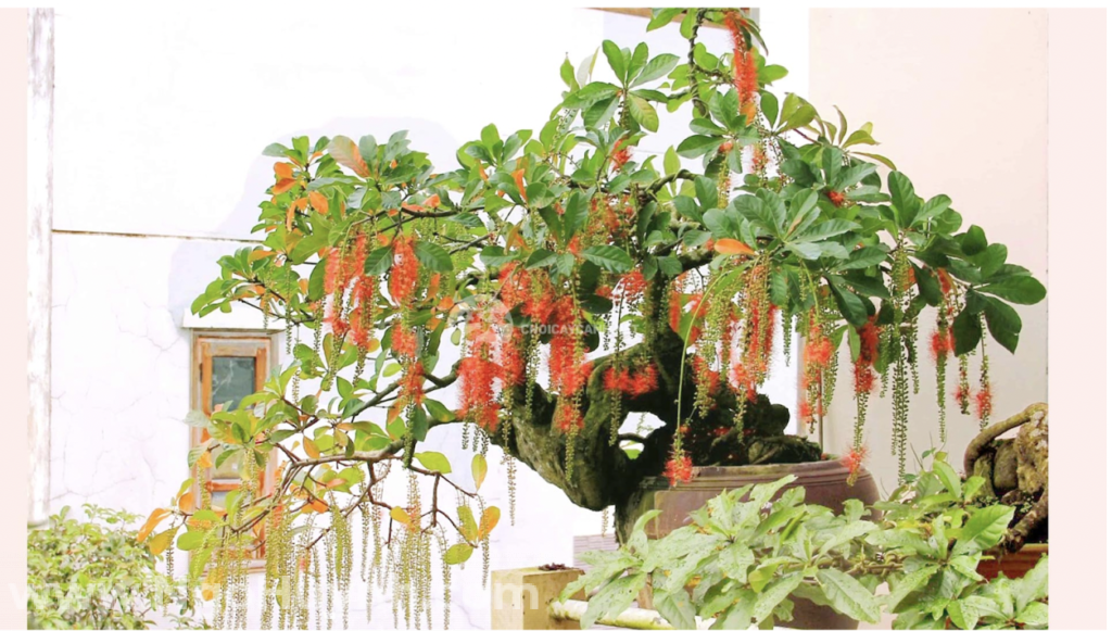 Những cây cảnh nên được lựa chọn để trồng trước nhà như lộc vừng, ngọc lan